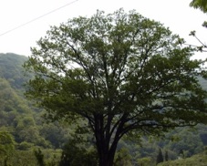 tree-tuka.jpg